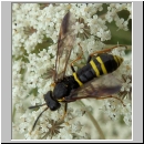 Tenthredo vespa - Blattwespe w07.jpg